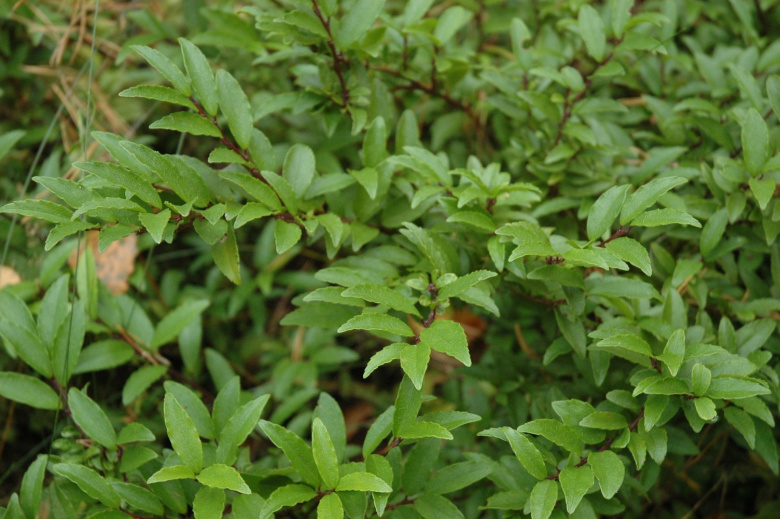 ilex_rugosa_lehdet_jsaarinen.jpg