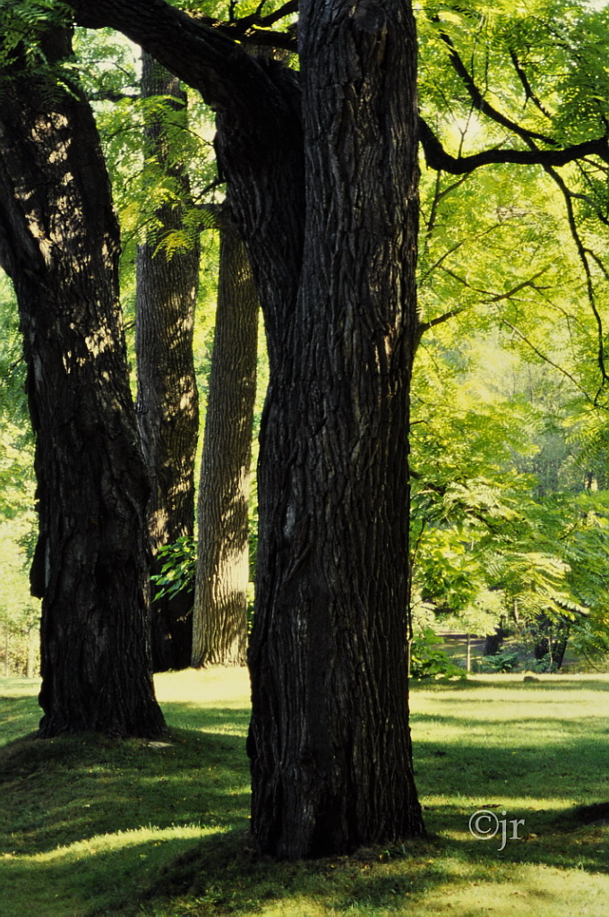 juglans_nigra_runko_lotbiniere_jreinikainen.jpg