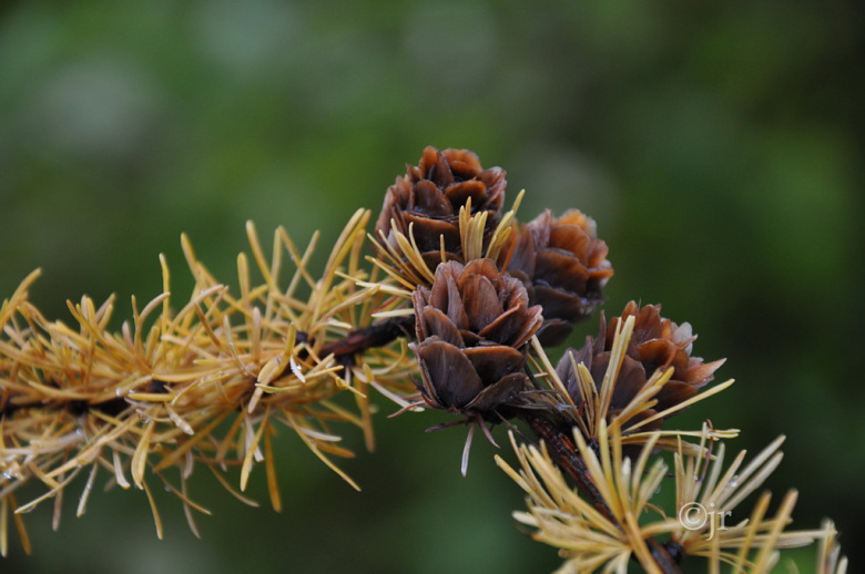 larix_gmelini_kapy_jreinikainen.jpg
