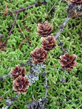 larix_gmelinii_japonica_kavyt_jsaarinen.jpg