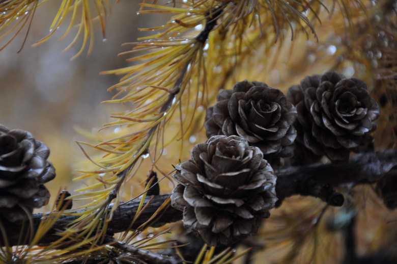Larix kaempferi käpyoksa