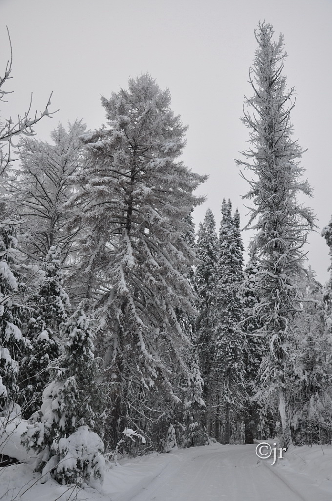 larix_occidentalis_yleiskuva_jreinikainen.jpg