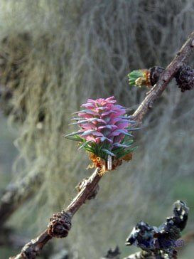 larix_sibirica_kukinta_jsaarinen.jpg