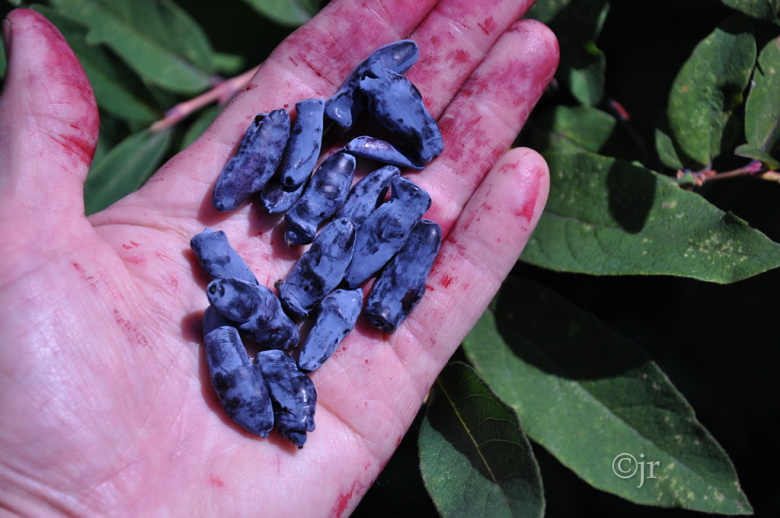 lonicera_caerulea_siemen_pietari_jreinikainen.jpg
