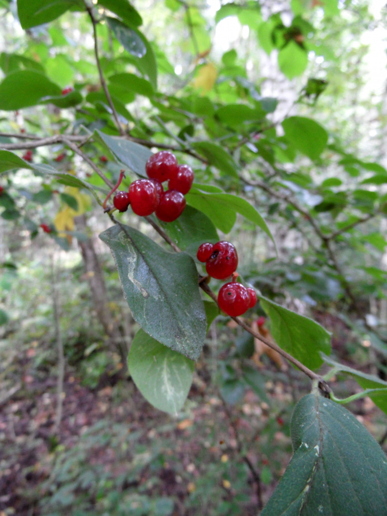 Lonicera xylosteum © Susanna