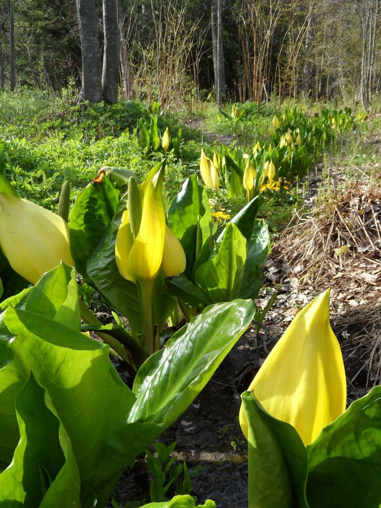 Lysichiton americanus ©Susanna
