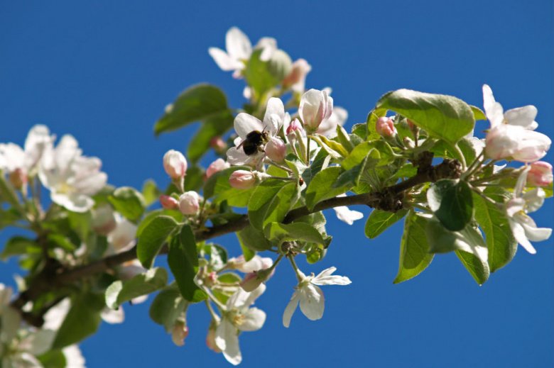 Malus 'Bergius'  ©Susanna