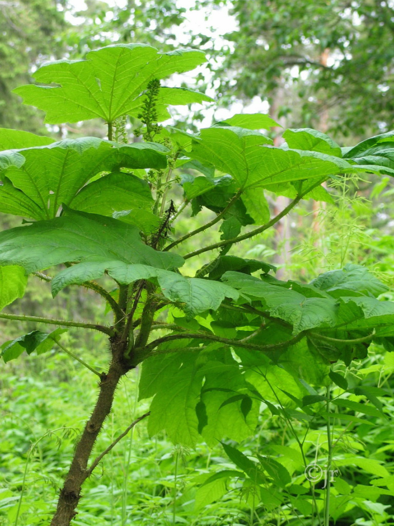 oplopanax_horridus_jreinikainen.jpg