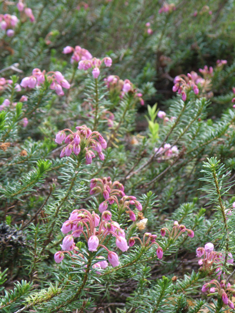 phyllodoce_caerulea_kukinta_jsaarinen.jpg