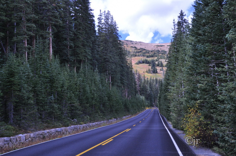 picea_engelmannii_yk_colorado_jreinikainen.jpg