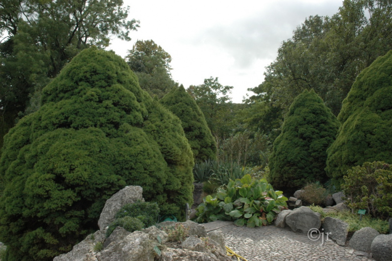 picea_glauca_conica_yk_copenhagen_jreinikainen.jpg