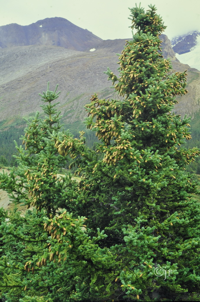 picea_glauca_yk_bc_jreinikainen.jpg