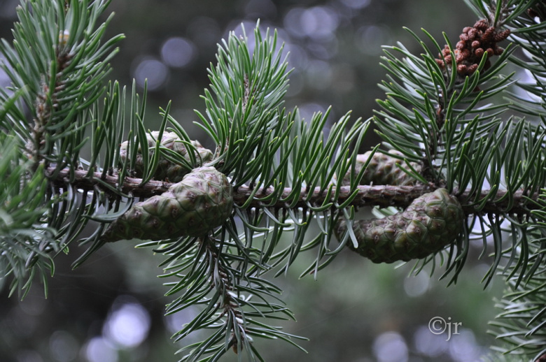 pinus_banksiana_kapyoksa_jreinikainen.jpg