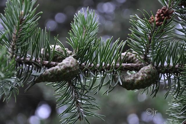 pinus_banksiana_kapyoksa_jreinikainen.jpg