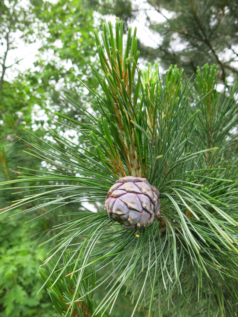 Pinus cembra sibirica käpyoksa Mustilan kartano ©jsaarinen