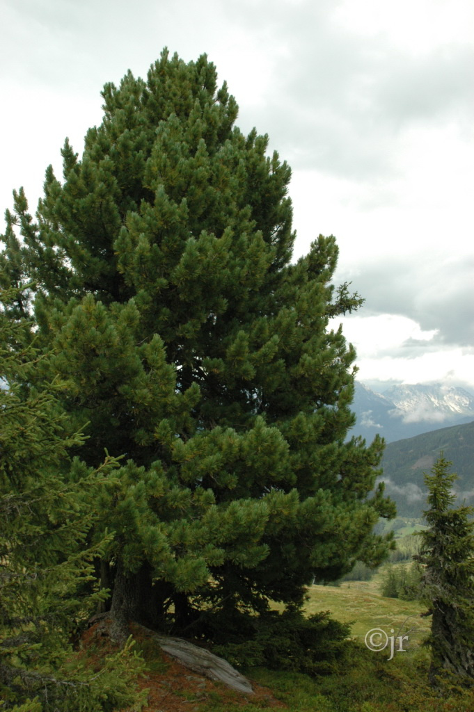 pinus cembra cembra Itävalta ©jreinikainen