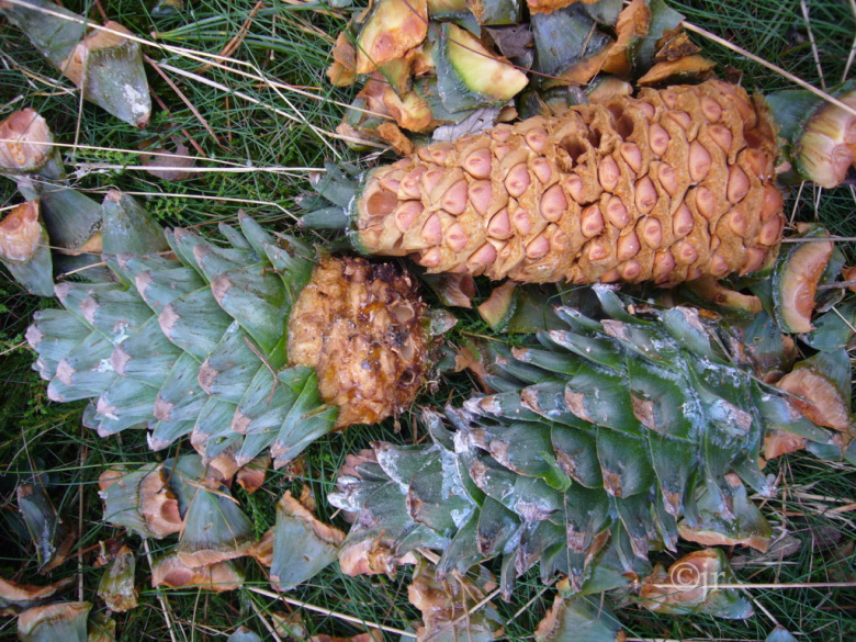 pinus_koraiensis_siemen_goteborg_jreinikainen.jpg