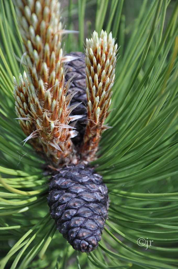 pinus_mugo_kapyoksa_jreinikainen.jpg