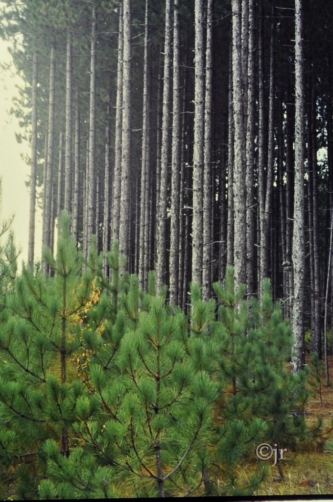 pinus_resinosa_yk_ontario_jreinikainen.jpg