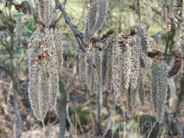 Populus tremula ©jr