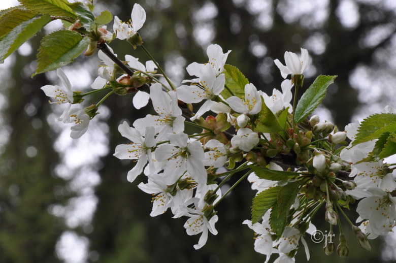 prunus_avium_kukka_jreinikainen.jpg