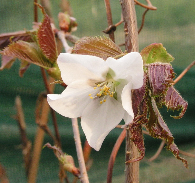 prunus_nipponica_kuriliensis_kristiantheqvist.jpg