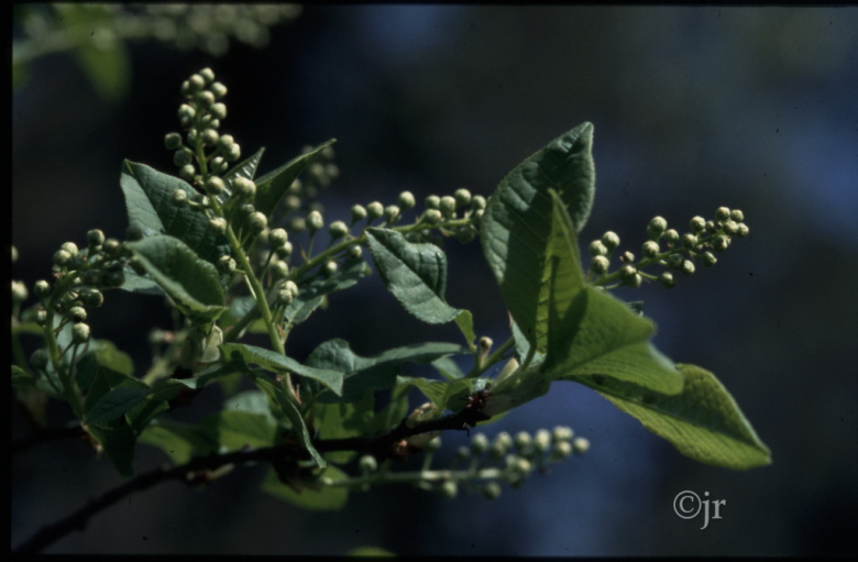 prunus_padus_kukka_jreinikainen.jpg
