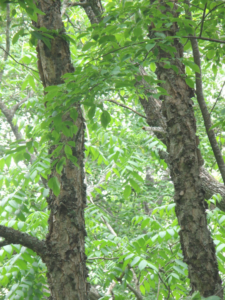 prunus_serotina_runko_jsaarinen.jpg