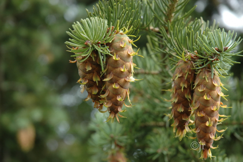 pseudotsuga_menziesii_kapy_jreinikainen.jpg