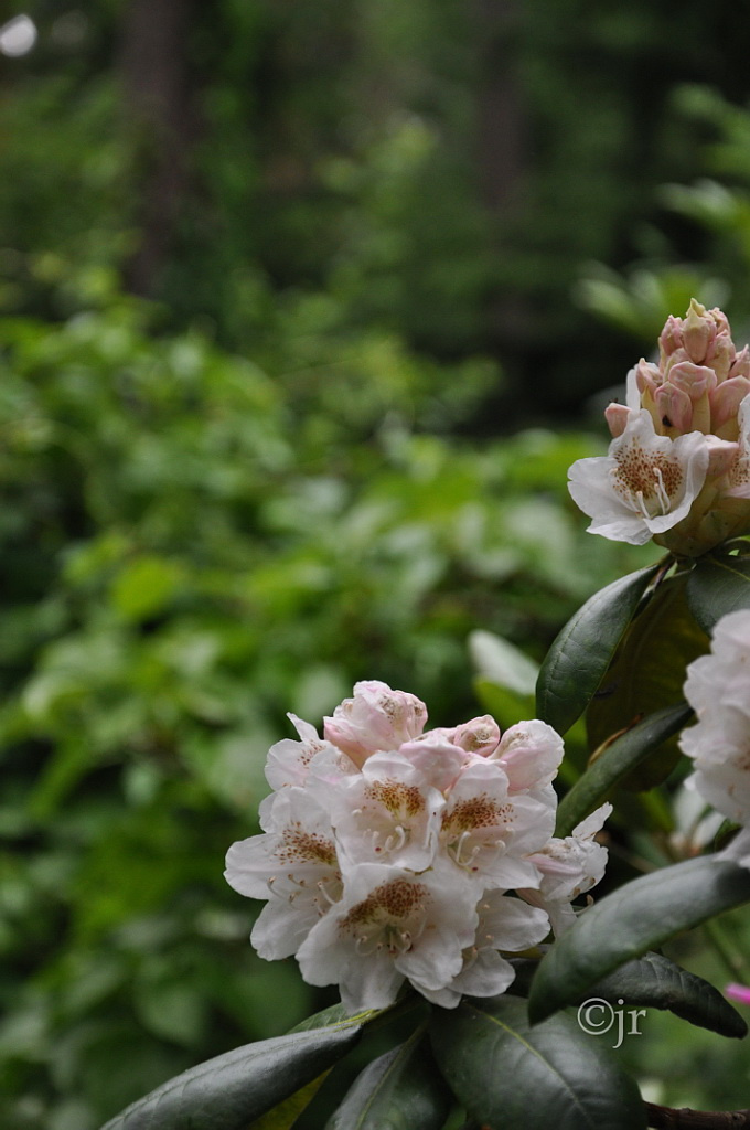 rhododendron_brachycarpum_tigerstedtii_jreinikainen.jpg