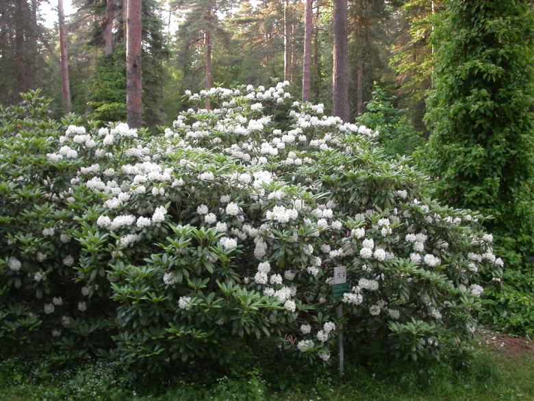 rhododendron_brachycarpum_tigerstedtii_yleiskuva_jsaarinen.jpg