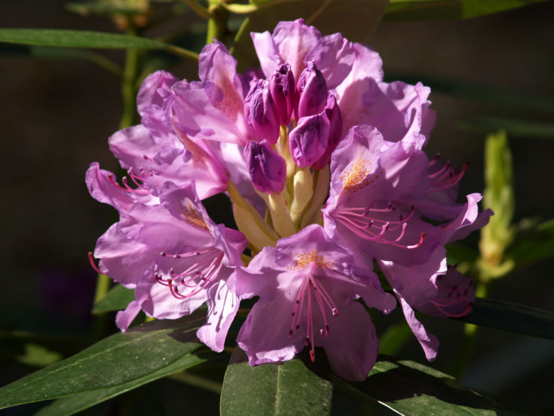 Rhododendron 'Catawbiense Grandiflorum' ©Susanna
