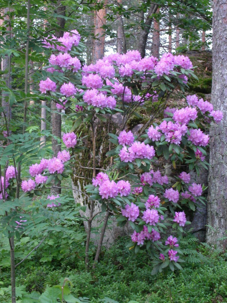 rhododendron_catawbiense_maximum_yleiskuva_jsaarinen.jpg