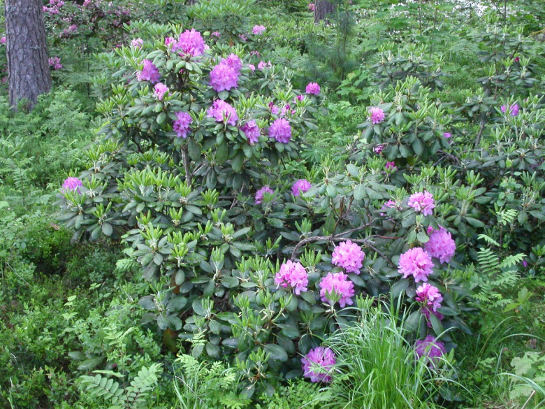 rhododendron_catawbiense_roan_mtn_yleiskuva_jsaarinen.jpg