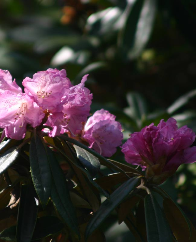 rhododendron_degronianum_ojussila.jpg