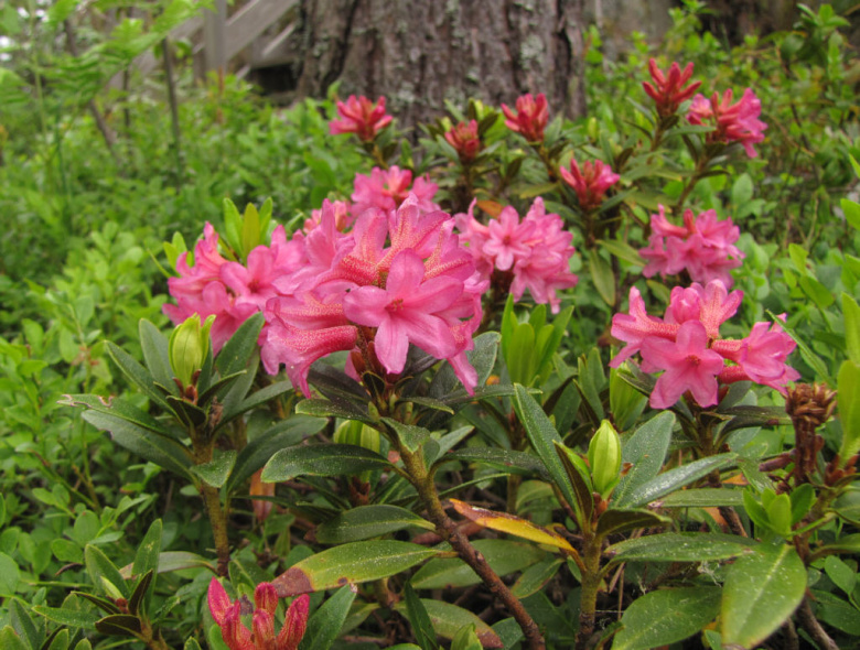 rhododendron_ferrugineum_kristiantheqvist.jpg