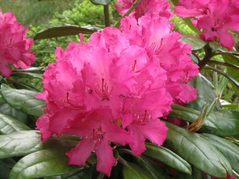 rhododendron_hellikki_turunsaaristo_kristiantheqvist.jpg