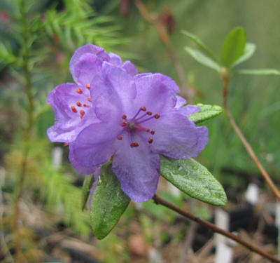 rhododendron_hippophaeoides_haba_shan_kristiantheqvist.jpg