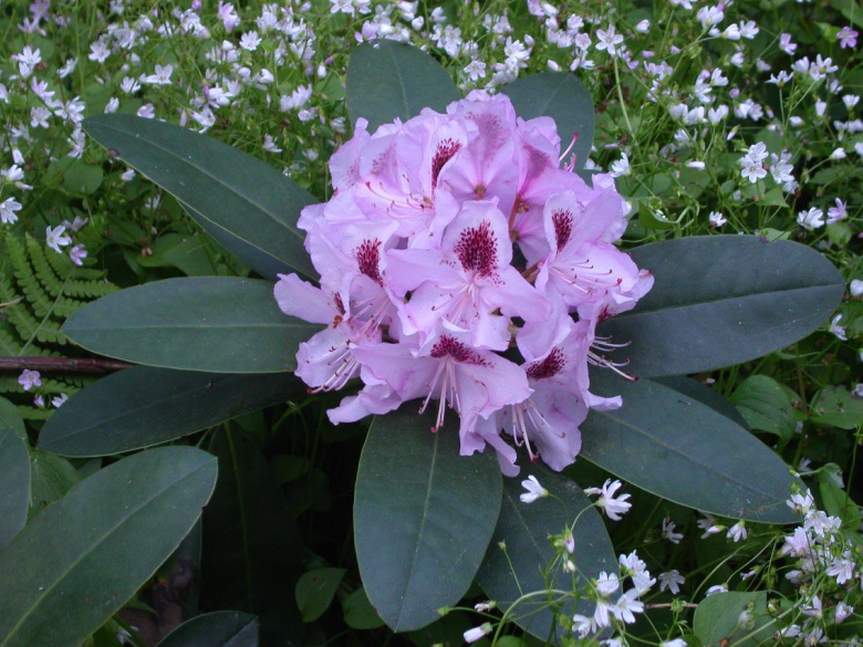 rhododendron_humboldt_kukinta_jsaarinen.jpg