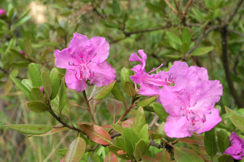 rhododendron_ledebourii_syyskukintaa_kristiantheqvist.jpg