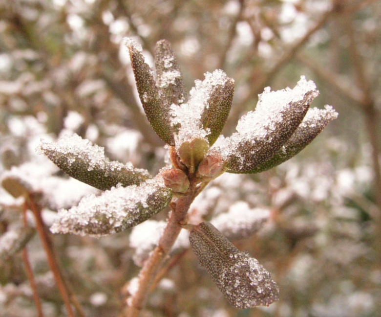 rhododendron_ledebourii_talvella_kristiantheqvist.jpg