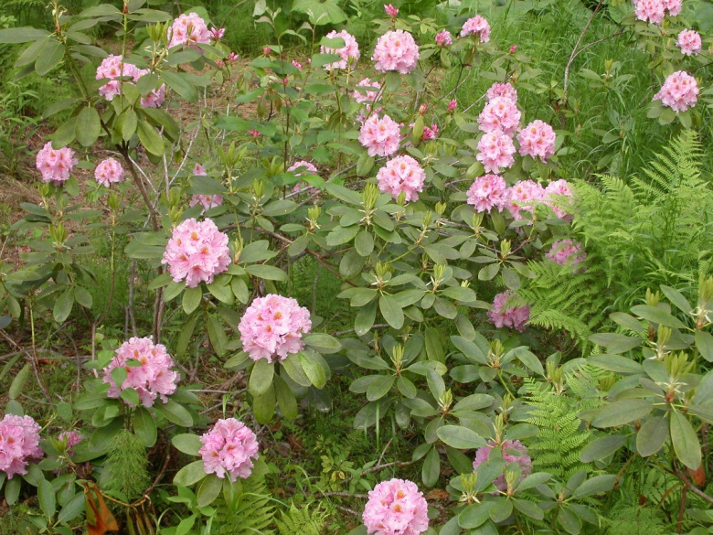 rhododendron_lita_yleiskuva_jsaarinen.jpg