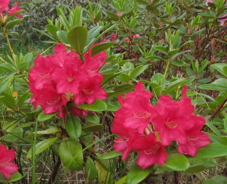 rhododendron_mauritz_kristiantheqvist.jpg