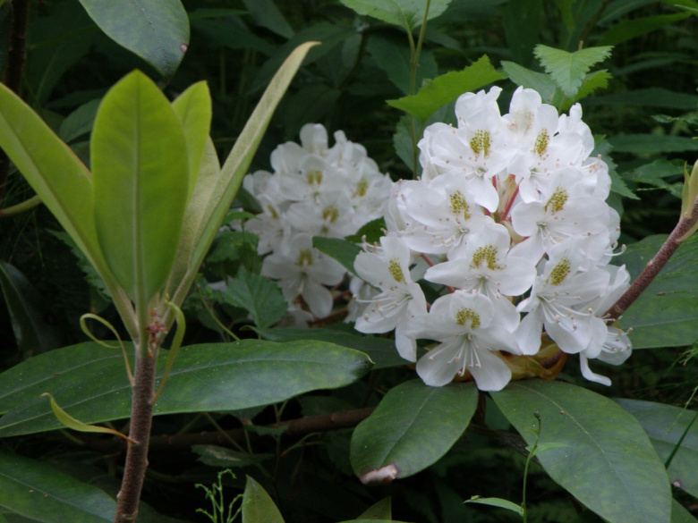 rhododendron_maximum_kukinta_jsaarinen.jpg