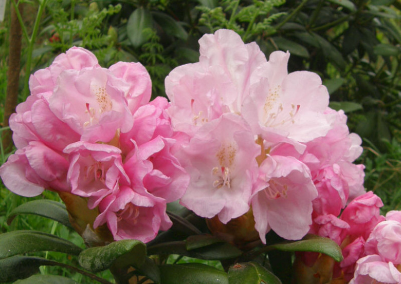 rhododendron_mist_maiden_turunsaaristo_kristiantheqvist.jpg