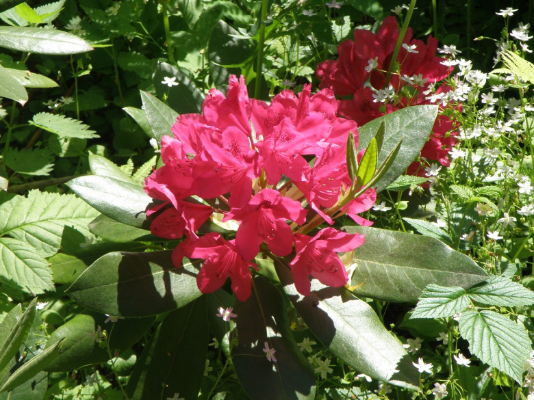 rhododendron_nova_zembla_kukinta_jsaarinen.jpg