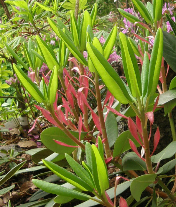 rhododendron_oreodoxa_fargesii_uudet_versot_kristiantheqvist.jpg