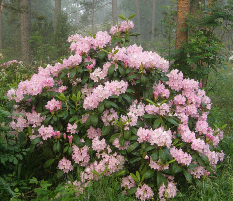 rhododendron_pekka_turunsaaristo_kristiantheqvist.jpg