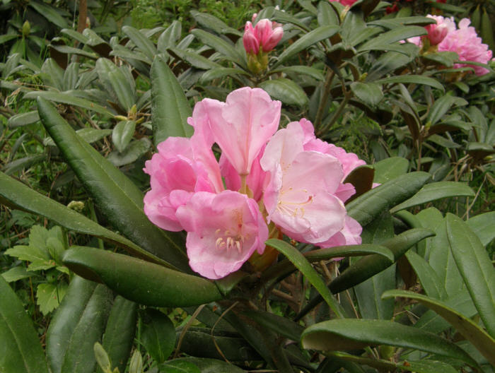 rhododendron_pink_parasol_turunsaaristo_kristiantheqvist.jpg