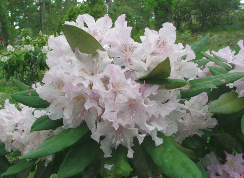 rhododendron_pohjolan_tytar_kristiantheqvist.jpg